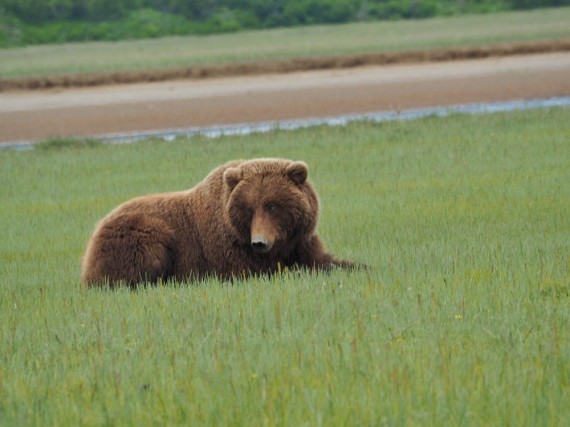 Alaszka medve