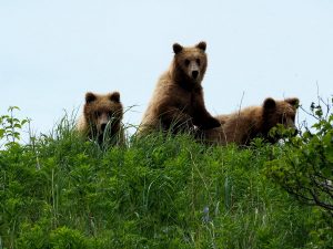 Brown bears of Alaska