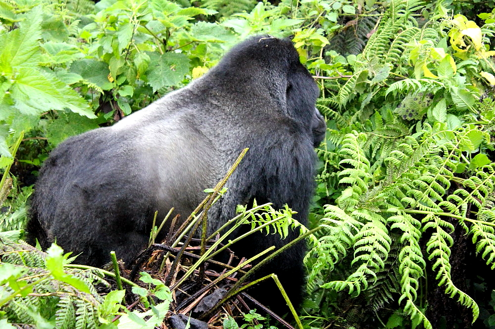 hegyi gorilla