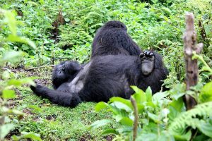Silverback gorillas