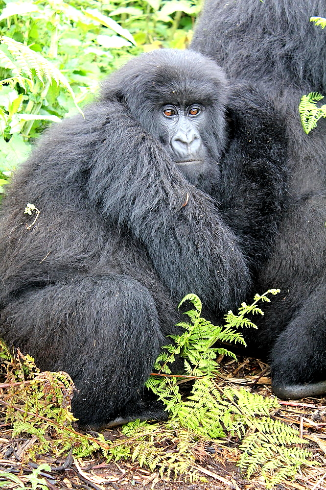 hegyi gorilla