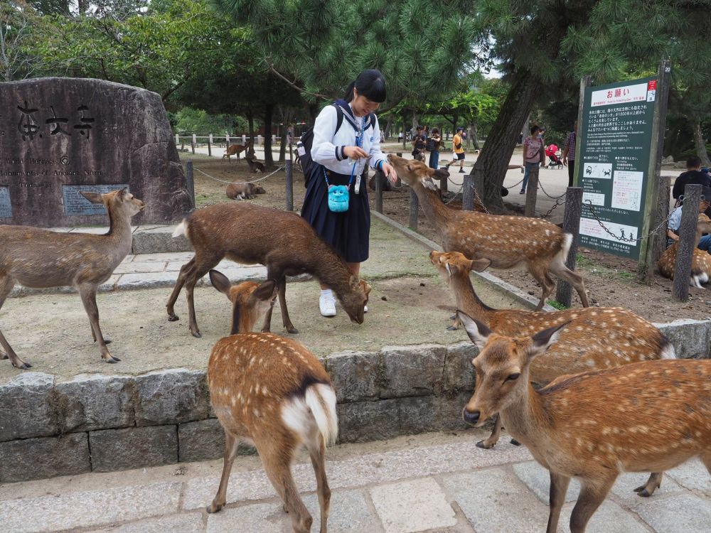 Oszaka környéke - Nara