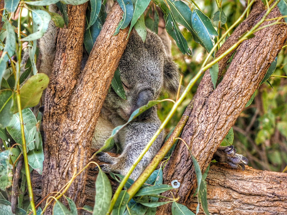 Lone Pine koalasimogatás