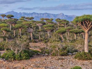 Socotra, Garden of Eden